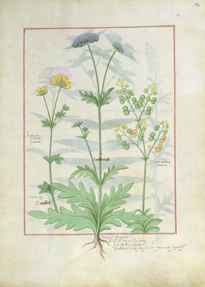 Illustratie uit het Boek der Eenvoudige Geneesmiddelen door Mattheaus Platearius 142r door Robinet Testard